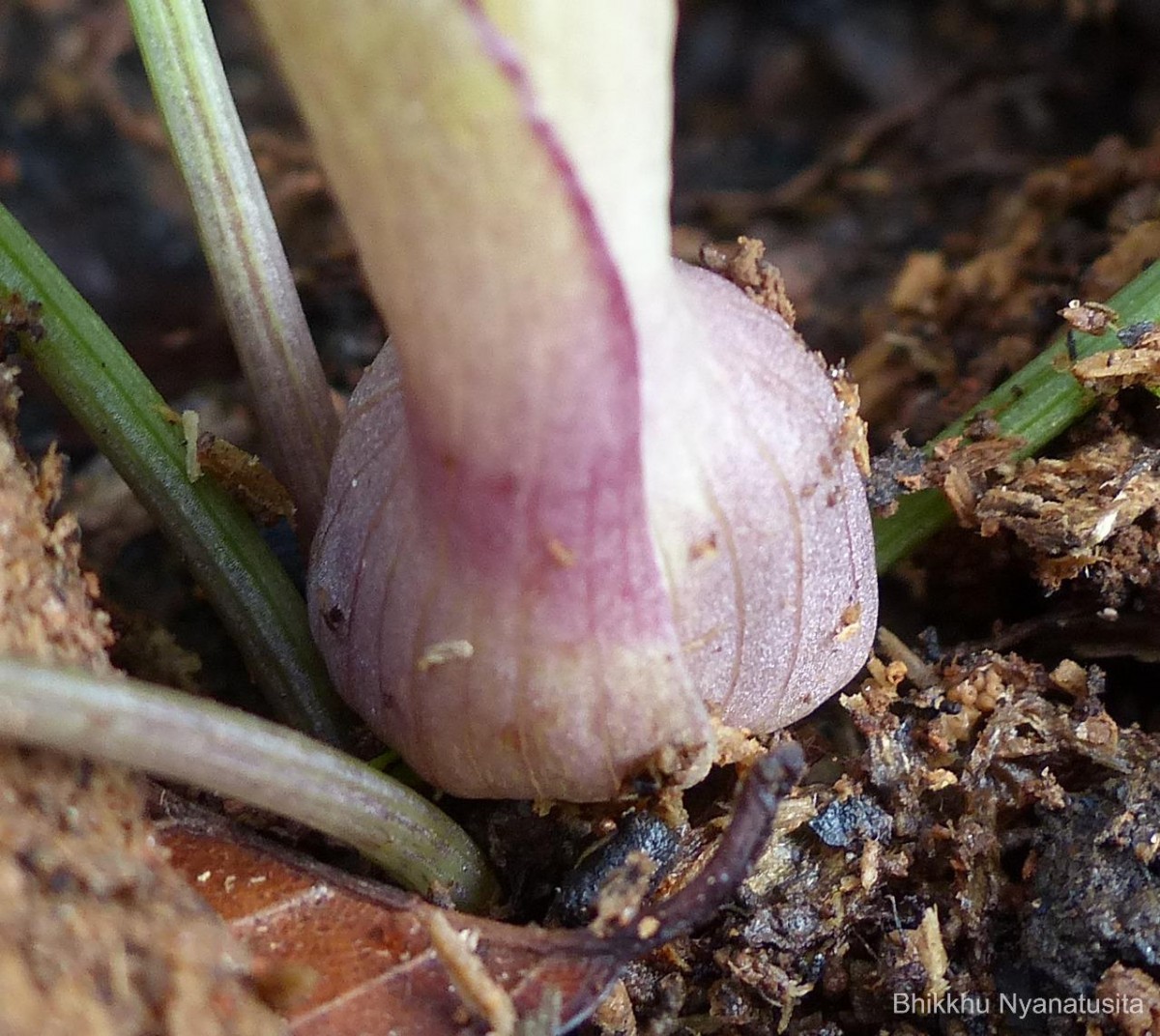 Theriophonum minutum (Willd.) Baill.